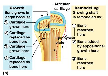 Long Bone Formation