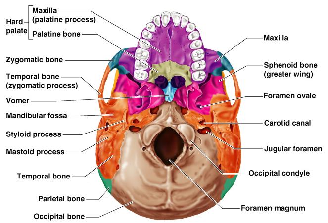 Human Skull,