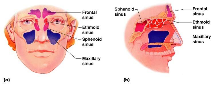 Paranasal Sinuses Functions of paranasal sinuses Lighten