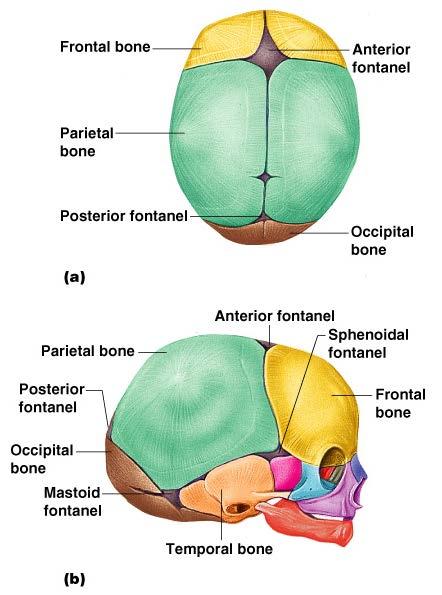 The Fetal Skull Fontanelles fibrous membranes connecting the cranial bones