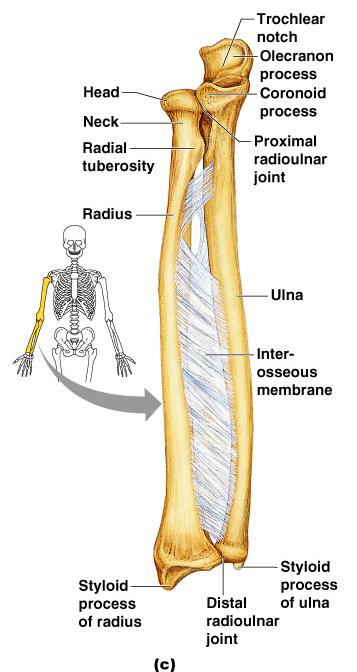 Bones of the Upper Limb The forearm