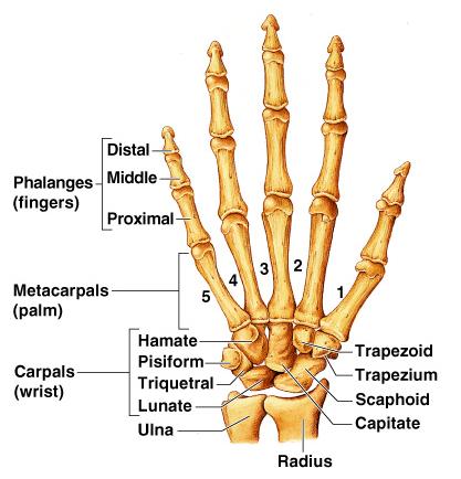 Bones of the Upper Limb The hand Carpals wrist
