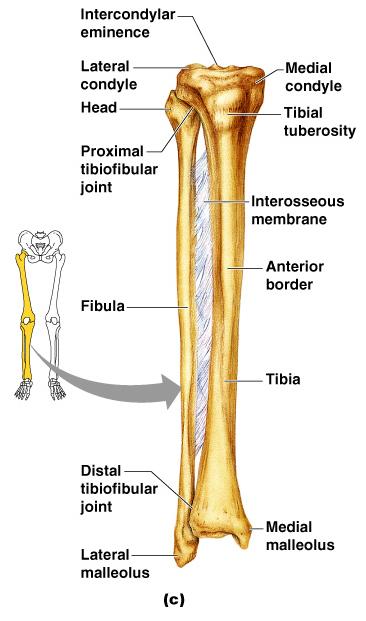 Bones of the Lower Limbs The leg