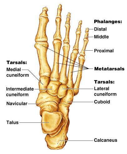 Bones of the Lower Limbs The foot Tarsus