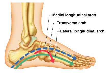 Arches of the Foot Bones of the foot are arranged to form