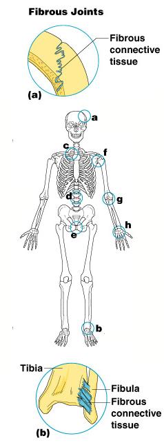 Fibrous Joints Bones united by fibrous