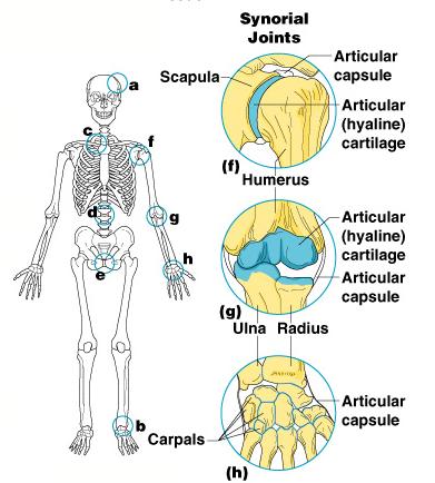Synovial Joints Articulating bones are separated by a joint