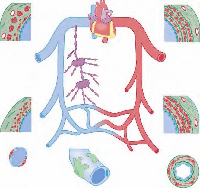 198 CARDIOVASCULAR SYSTEM, BLOOD, AND BLOOD CELL FORMATION Adventitia Media Intima Large vein Medium vein Venous system Heart Lymph node Lymphatics Arterial system Muscular Elastic Intima Media
