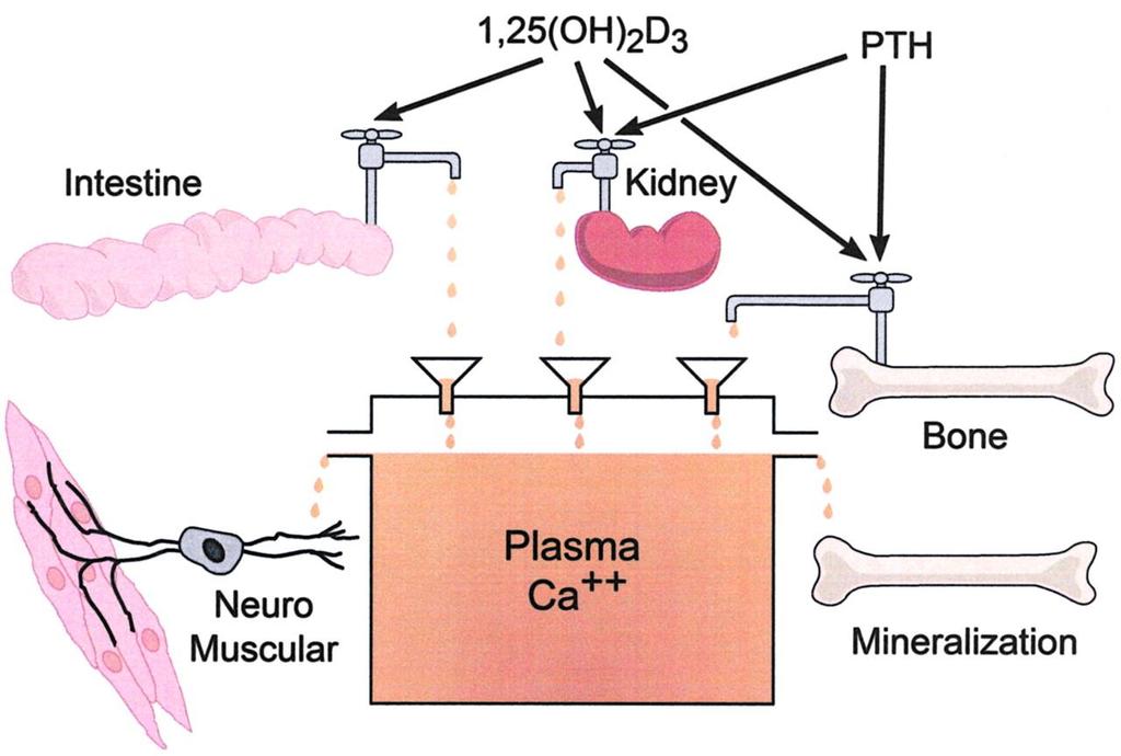 Diagrammatic representation of the role of the vitamin D hormone and the parathyroid hormone (PTH) in increasing plasma calcium concentrations to prevent