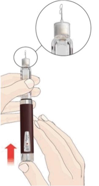 Prime The Pen Push injection button and hold for 5 seconds. Look for insulin at the tip of the needle.