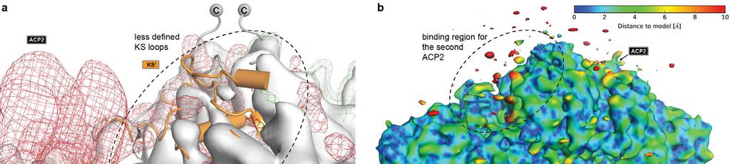 Supplementary Figure 8 Conformational variability in the cryo-em structure of CTB1 SAT 0 -KS-MAT 0 =ACP2. (a, b) KS-based C2 symmetry differences map of the final reconstruction at 7.