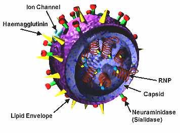 5 INFLUENZA VIRUS (This drawing is highly magnified.