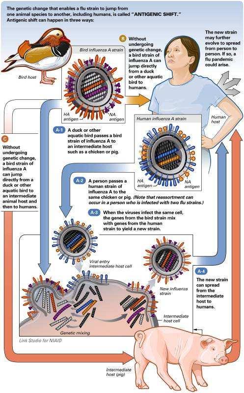 6 SHIFT IN INFLUENZA STRAIN What is happening here? From: Wikipedia, 2009.