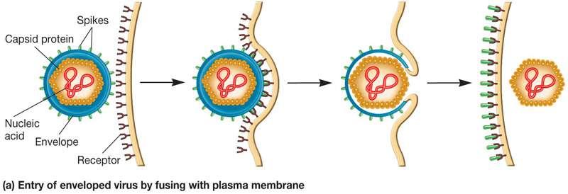 Fusion with Host Membrane The flu virus binds onto sugars on the surfaces of
