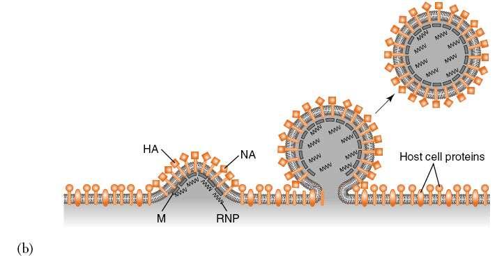Influenza Viral Budding Matrix protein (M) interacts with HA and NA HA are glycoproteins on envelope