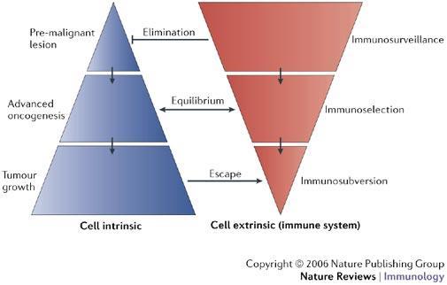 Introduction to immune-therapeutics Immunotherapy is directed to the immune system, not to the tumor
