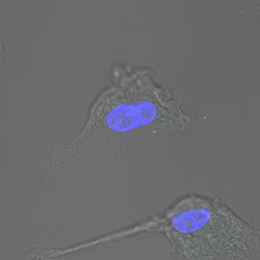 (left) or streptavidin for cell surface