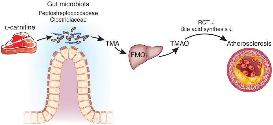 התזונה כגורם מרכזי המשפיע על הרכב המיקרוביום The microbiome