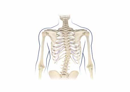 the spinal cord and nerves (spinal stenosis).