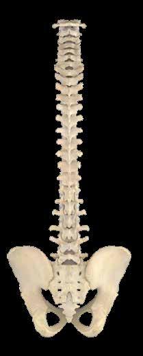 line of the spine.
