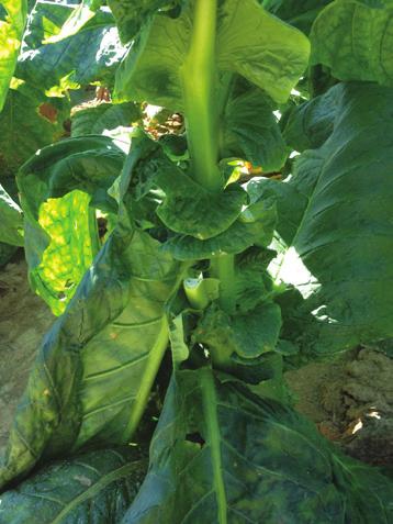 Producers should utilize these varieties in fields with a history of black shank (if these areas can t be avoided), and evaluate at least one or two resistant varieties on their farms by comparing