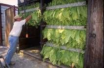 Beginning mid-july and ending mid-september: Picking the tobacco leaves from adult plants, or priming.