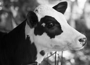 For milk replacer feeding to be a viable program, nutritional quality is of utmost importance. Quality of protein and energy plays a large role in maximizing genetic growth potential of the calf.