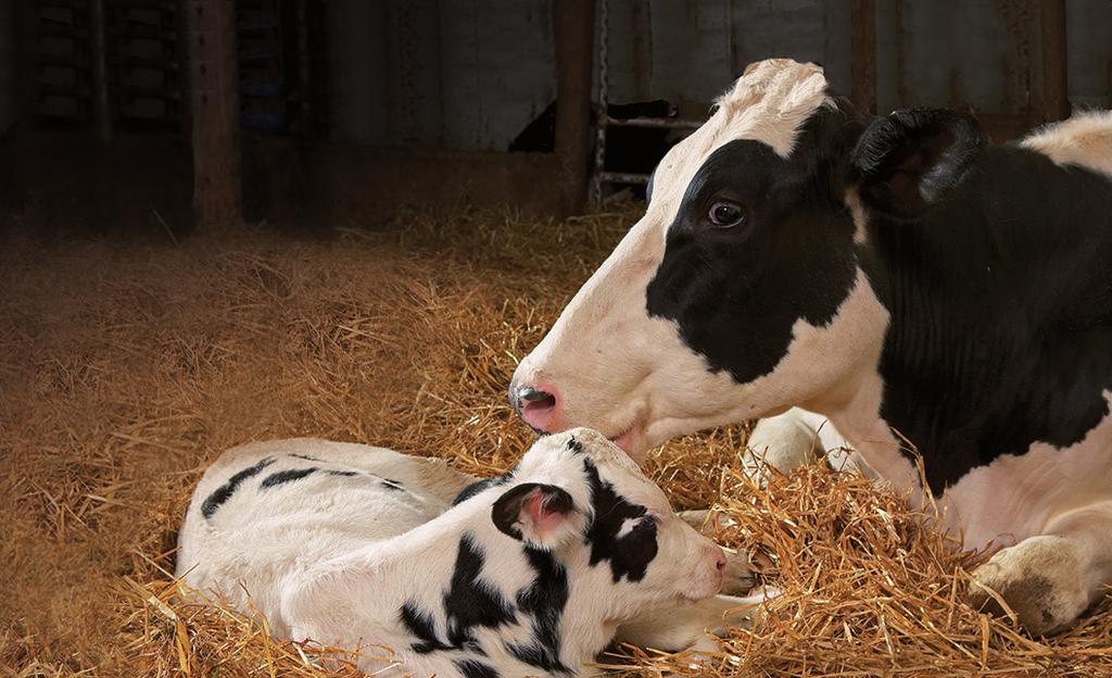 THE IMPORTANCE OF COLOSTRUM FEEDING: The first step should be to measure the quality of colostrum being fed to your calves.