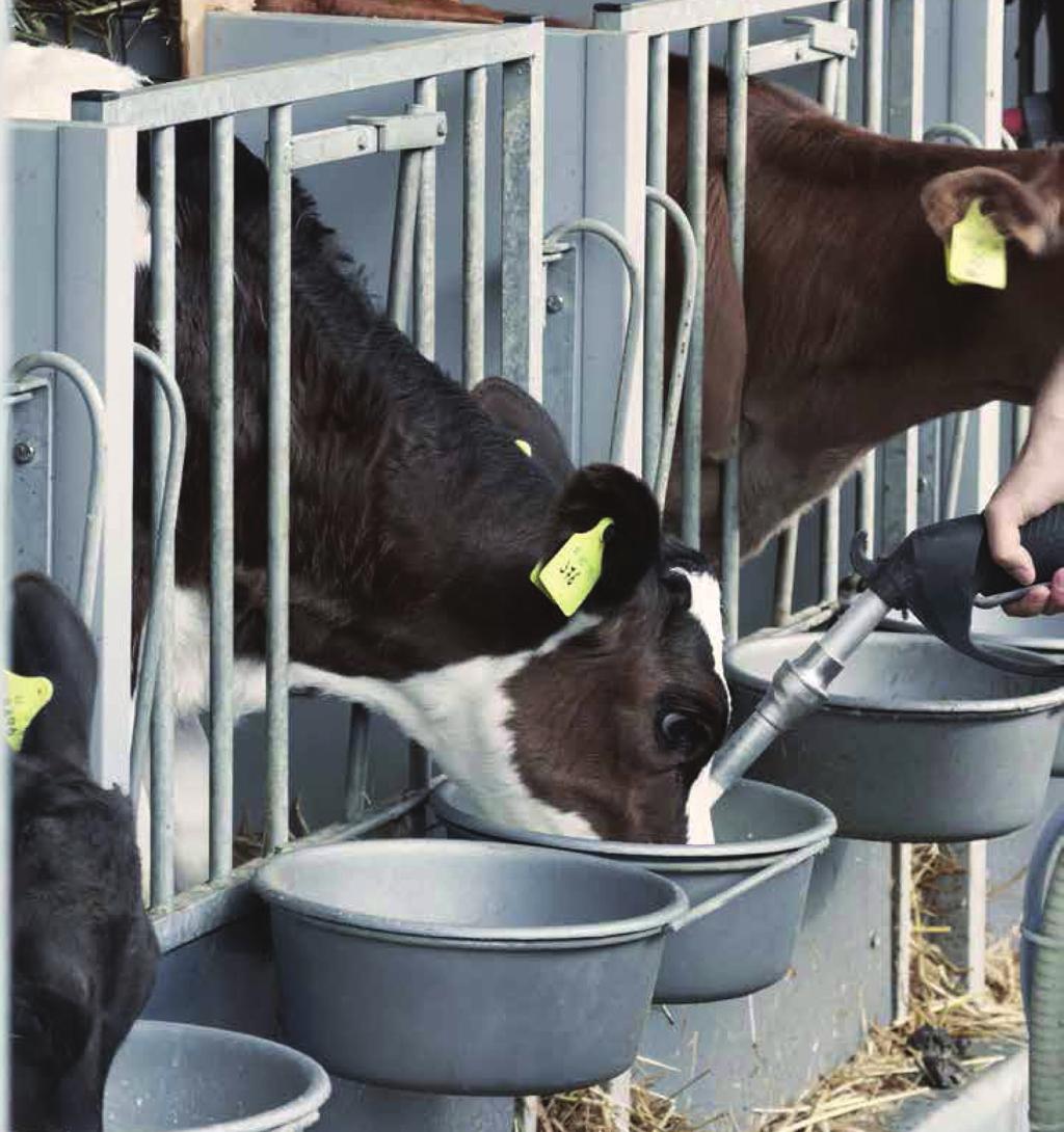 What They Say: Being an expanding dairy farm, rearing over 200 calves. I wanted a trouble free calf rearing. I used Wonder Thrive with Lungbooster Plus. I had great, strong and healthy calves.