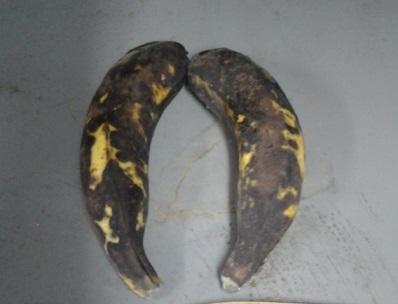 of 3 plantain types sampled at