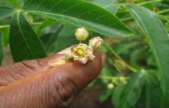 six pro-vitamin A cassava genotypes