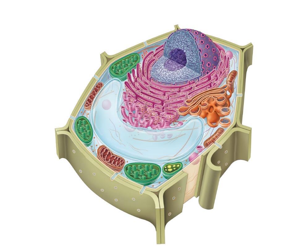 Main two types of cells Main two types of cells: Prokaryotic (meaning