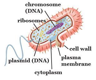 Prokaryotic cells Prokaryotic cells have no nuclear membrane or membrane-bound organelles present In the central region of the cell is an