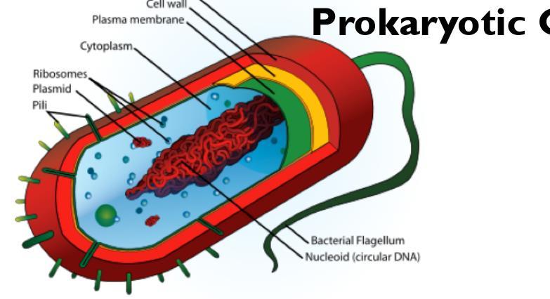 Prokaryotic cells Some bacteria have pili (meaning hairs) Attachment pili or fimbriae are short and abundant; they