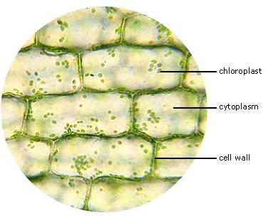 multicellular