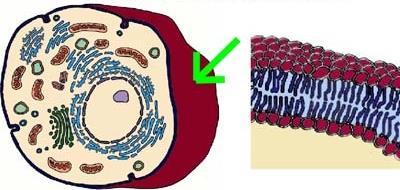 Cell membrane All cells are surrounded by a cell membrane Also called a plasma membrane Consists of