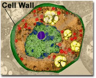 Cell Wall Plants, fungi, and bacteria are also have cell
