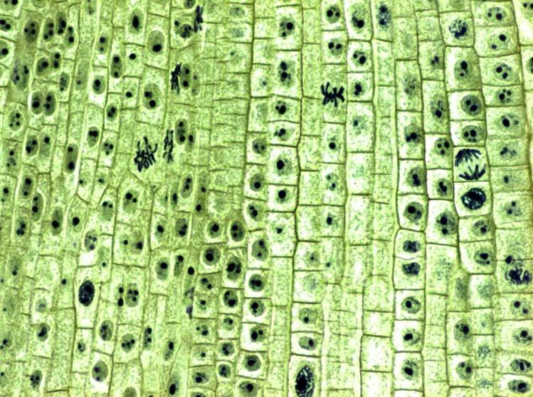 Cell wall Made of polysaccharides secreted through plasma membrane Non-living