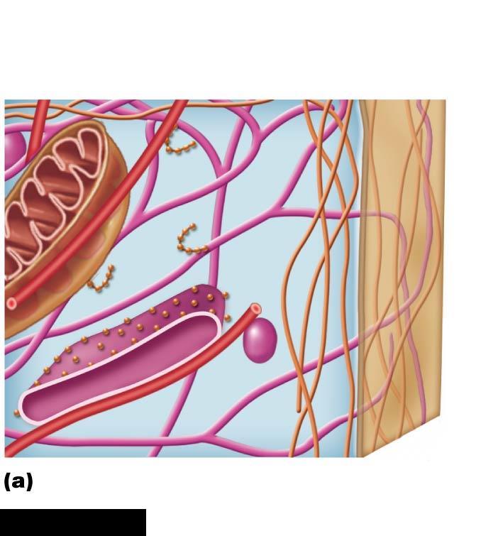 Cytoskeleton The cytoskeleton regulates the following cell properties: Cell shape Cell movement