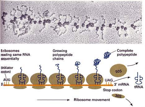 Ribosomes Many ribosomes can read the