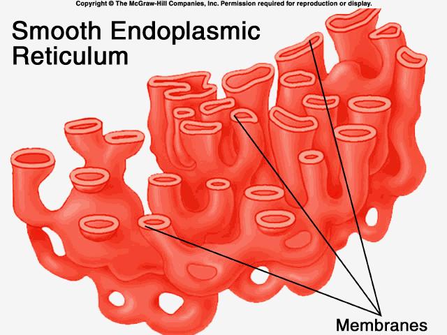 Endoplasmic Reticulum Collection of membranous tubes and envelopes Two forms Smooth endoplasmic reticulum