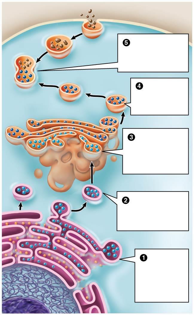 (interstitial fluid) food (cytosol) food vacuoles A lysosome fuses with a food vacuole, and the enzymes digest the food lysosome The enzymes are delivered to the lysosome in vesicles The Golgi