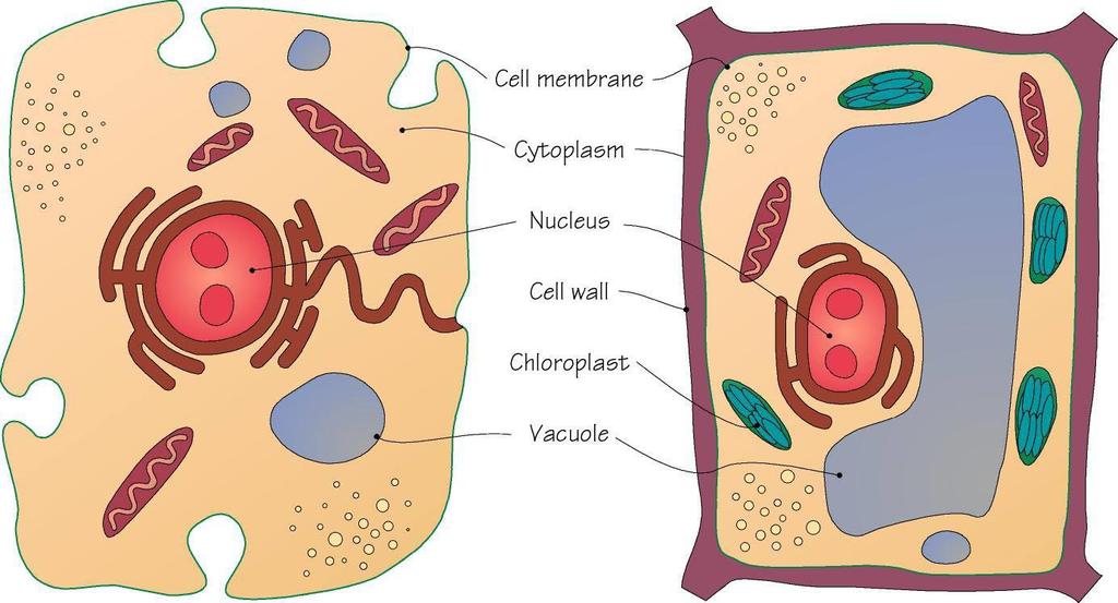 Vacuoles Membranous, fluid-filled sacks Most cells contain one or more Animal cells have small ones Plant