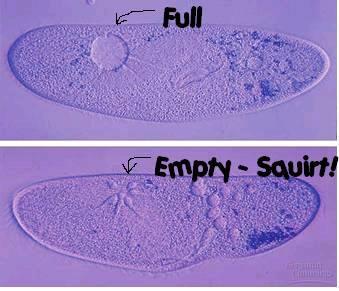 Vacuoles Play a role in maintaining cell integrity Regulate cell s water content Example: