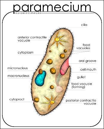 the cell theory 2.