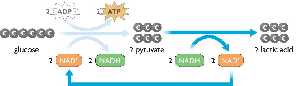 Fermentation allows glycolysis to continue making ATP when oxygen is unavailable. NAD + is recycled to glycolysis Lactic acid fermentation occurs in muscle cells.