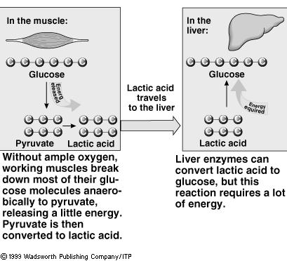 Recycling of Glucose Production of Lactic Acid Energy Fuels The proportion of carbohydrate, fat and protein used for energy depends on a number of