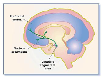 Pathophysiological Theory Hyperactive mesolimbic pathways VTA Nucleus accumbens Responsible for positive symptoms Hypoactive