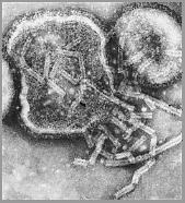 Parainfluenza Virus ssrna virus enveloped, 5 serotypes: 1, 2, 3, 4a and 4b No