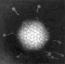Adenovirus ds DNA virus non-enveloped At least 47 serotypes are